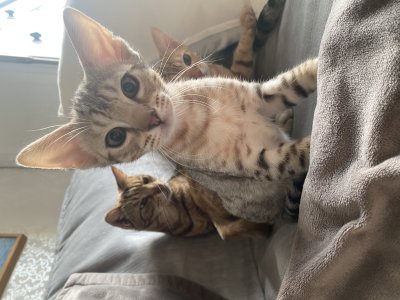 Up, close and purrsonal