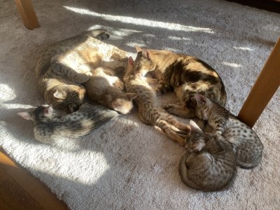 Sunbathing