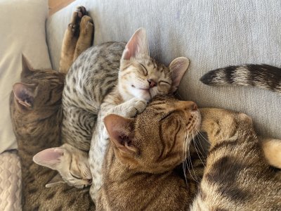 Sleeping beauties
