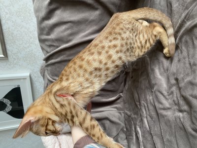 12 weeks old, nice pattern