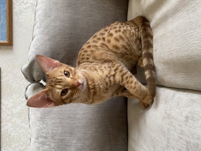 Rich cinnamon color