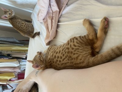 A comfy bed partner
