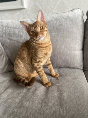 Tusse is showing off