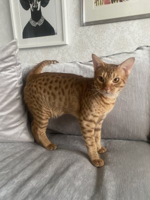 4,3 kg