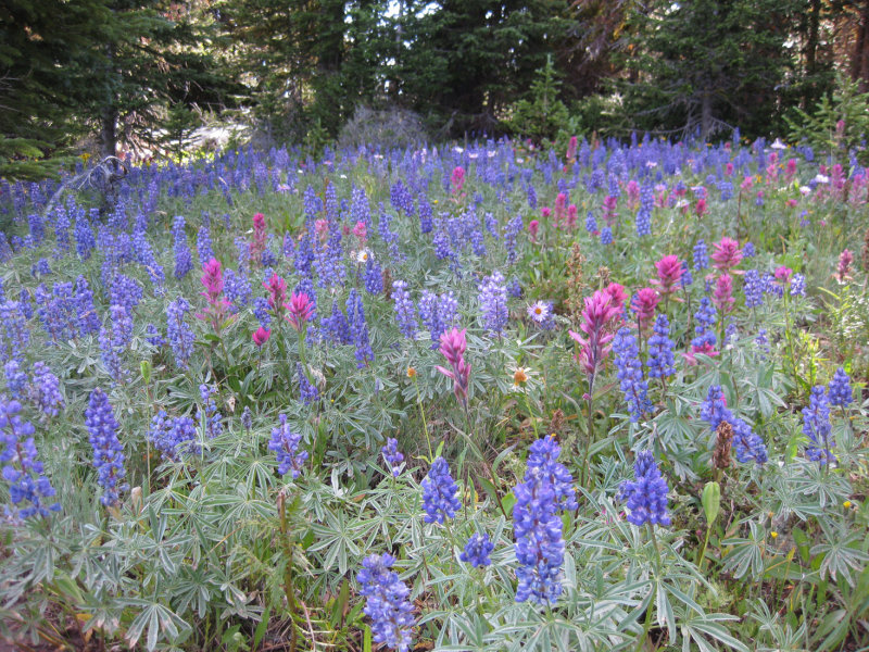 Montana Lupine and Paintbrush meadow