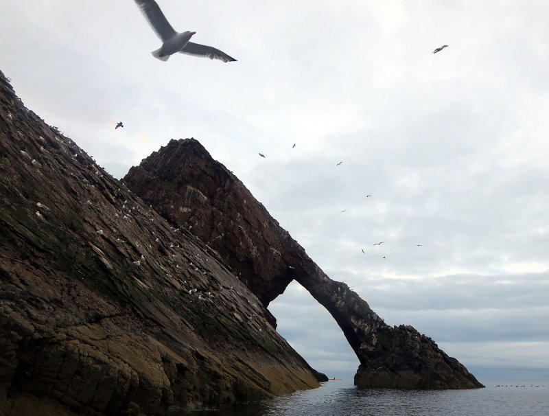 Sea kayaking east Scotland - Bow Fiddle Rock