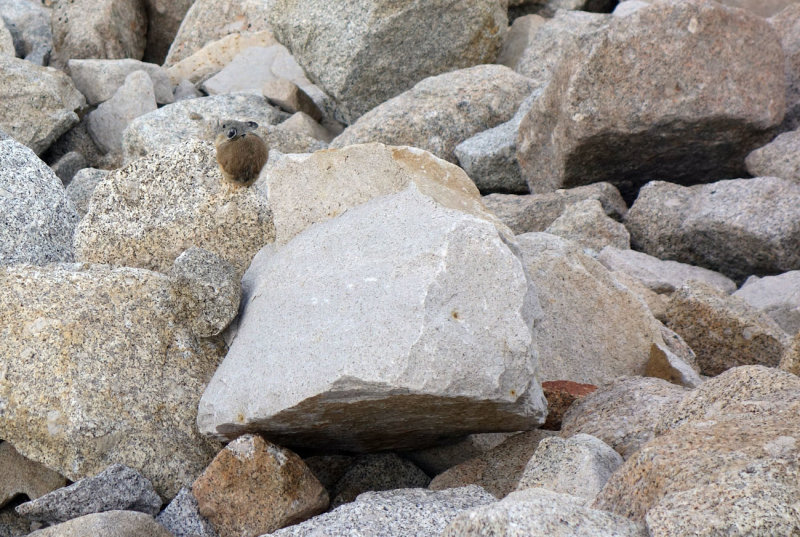 Pikas were out gathering food for the winter