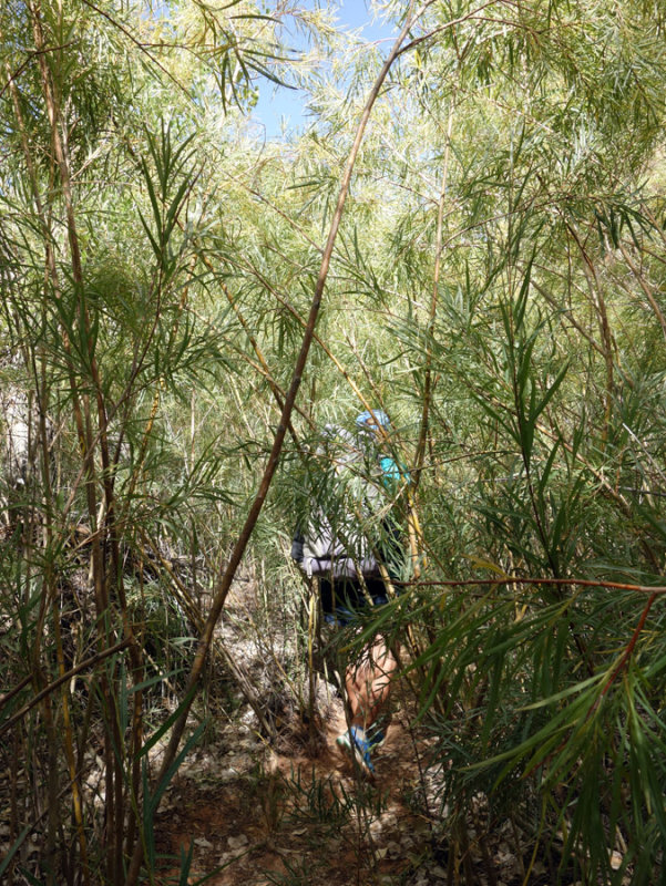 Entering into green riparian vegetation in Upper Coyote Gulch