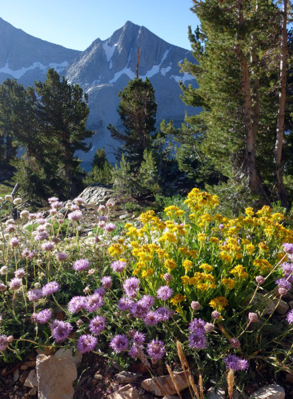 Late August flower display