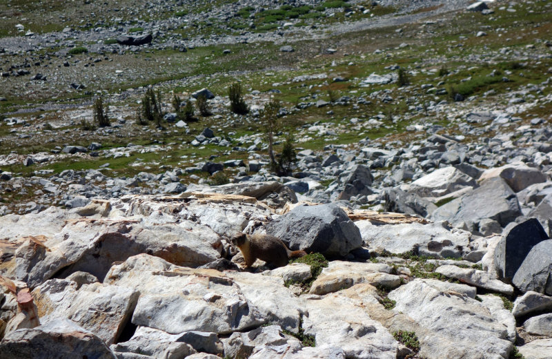 Marmot 