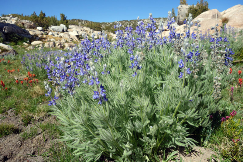 West of Blue Lake Pass