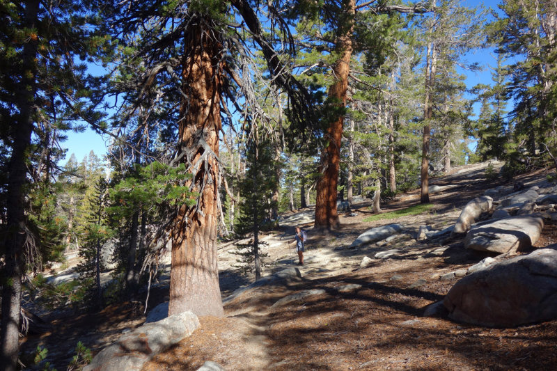 Hiking through sun dappled forest