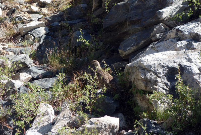 Grouse on the PCT at Bear Creek