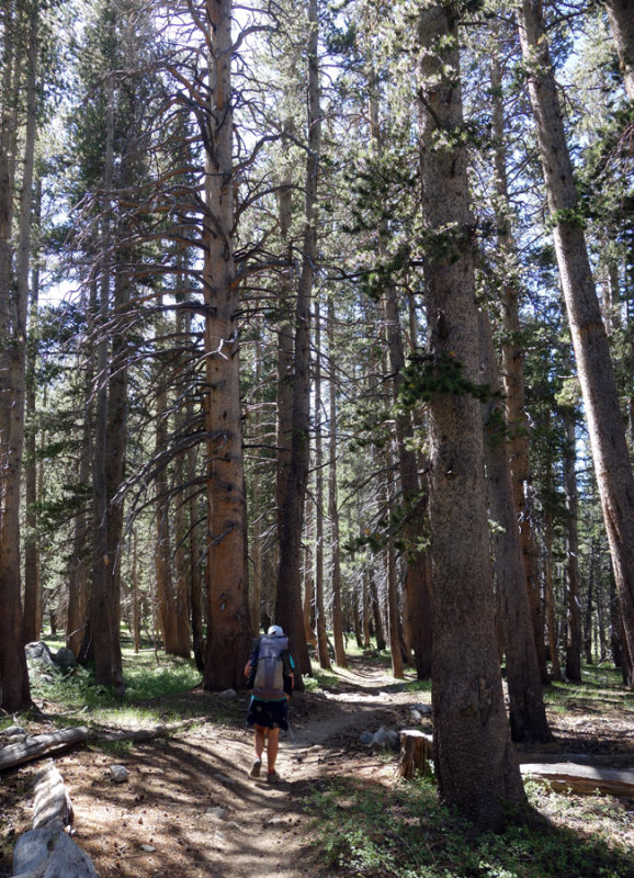 Into the woods with pleasant trail hiking