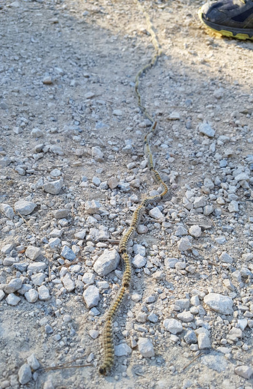 2020 Caterpillar chain