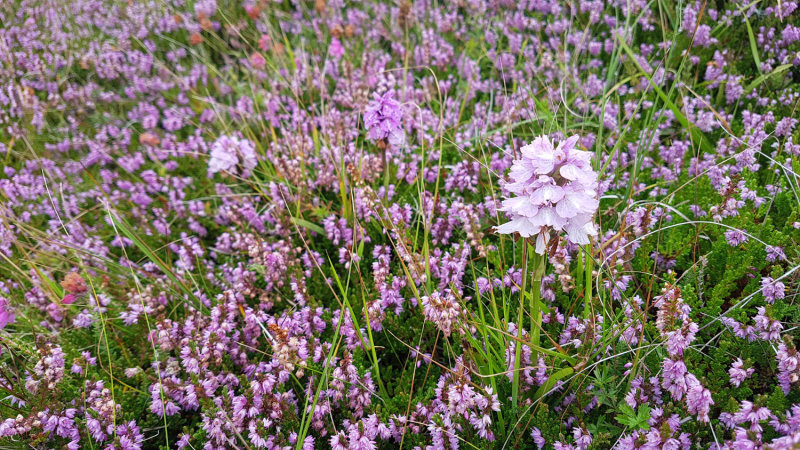 August 20 North coast hike - Heather and orchids- the heather was vibrant all along the coast
