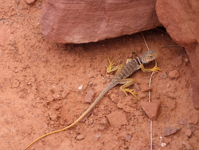 Collared lizard above the Dirty Devil river