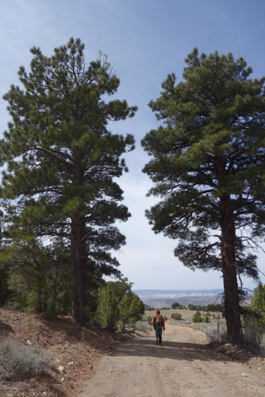 Big ponderosa's at Airplane Spring. We turned round due to Brian's blisters (see blog) 