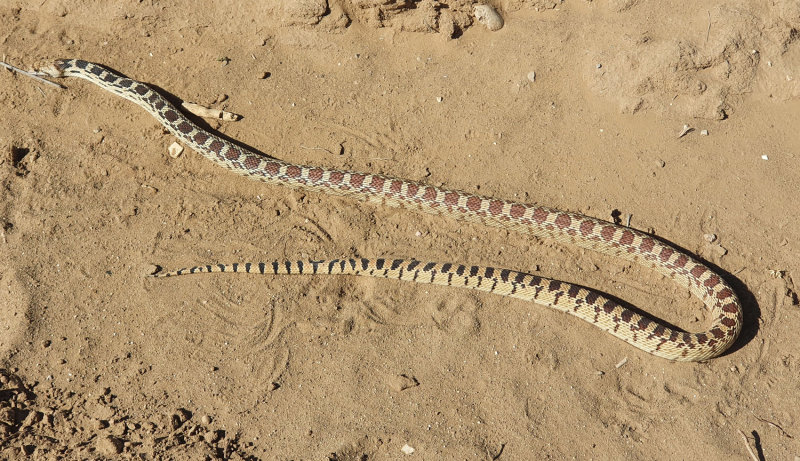 Day 3 Dirt road walking to hackberry Canyon- early morning snake