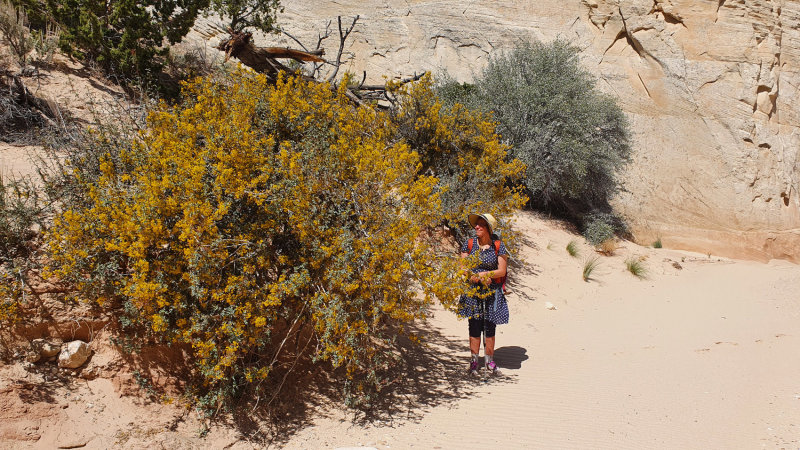 Hackberry Canyon