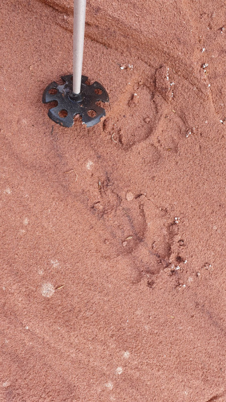 We then split up Starlight Canyon and to our surprise saw these fresh bear tracks