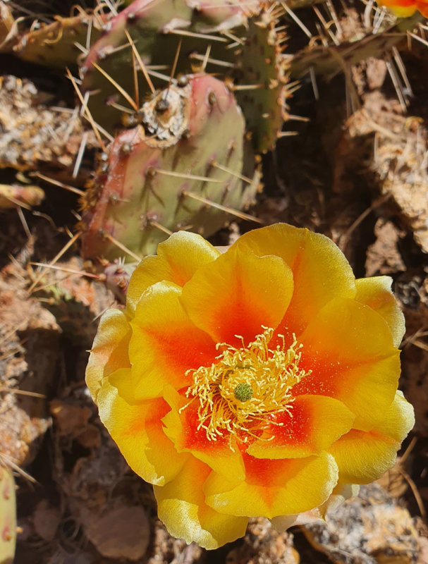 Beautiful cactus displays.....