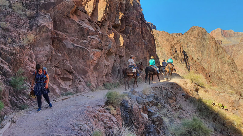Some mule outfitters use the trail