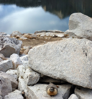 In the morning we set off up the John Muir Trail towards Mt Whitney- watched by this Marmot