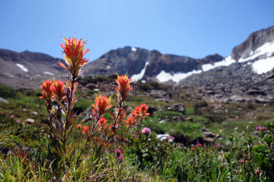 Indian paintbrush in meadows west of McGee Pass