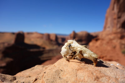 Skull at Stevens Arch