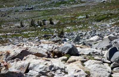 Marmot 