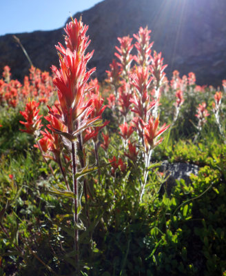 Indian Paintbrush