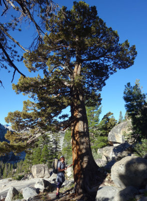 Day 4 To Tuolumne Meadows - Sierra Juniper tree- one of our favourites out here
