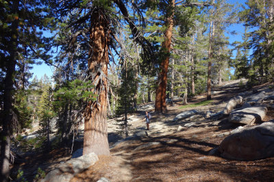 Hiking through sun dappled forest
