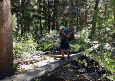 Heading up through the trees on good trail towards Piute Pass