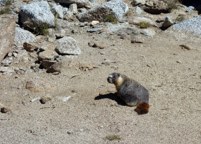 Marmot digging in the gravel at Darwin Lakes