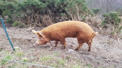 March- Hillockhead pig