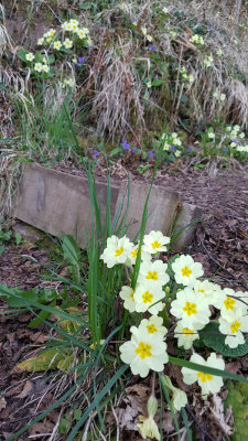 April- Primroses emerge at Hillockhead