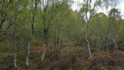 May- Greener birch at Pitlundie