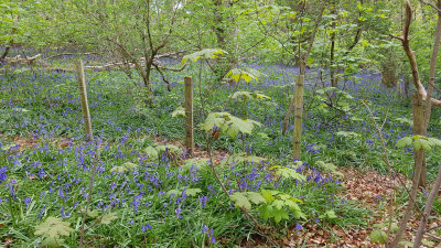 May- Bluebells at Bay Wood