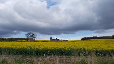 May- Rapeseed flowers near Munlochy