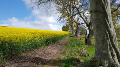 May- Rapeseed near Gallows Hill