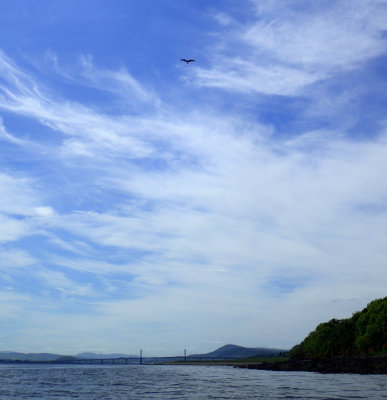 May- Munlochy bay south with osprey above