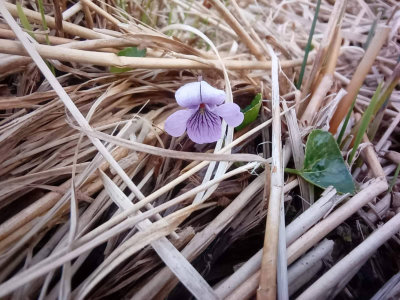 Shoreside flowers were appearing