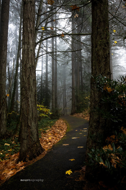 A foggy morning in Oregon
