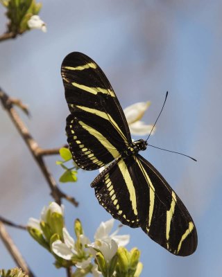 IMG_1086-Zebra Longwing