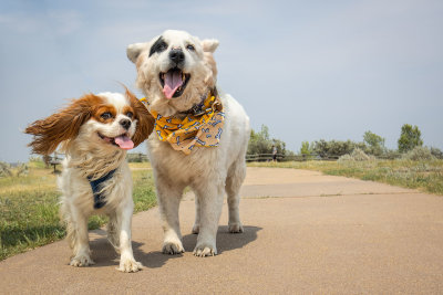 Bailey and Silky (somewhere windy in America)