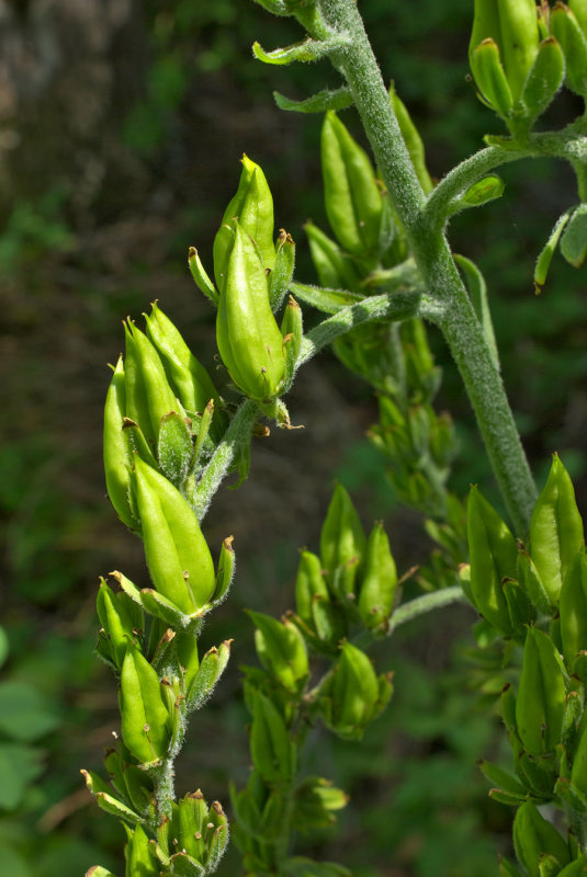 Veratrum viride var. eschscholzianum