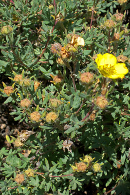 Dasiphora fruticosa