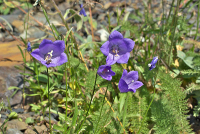 Campanula rotundifolia